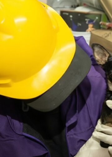 Dos perros rescatados con vida devuelven la esperanza en medio de la tragedia por el terremoto en Colombia