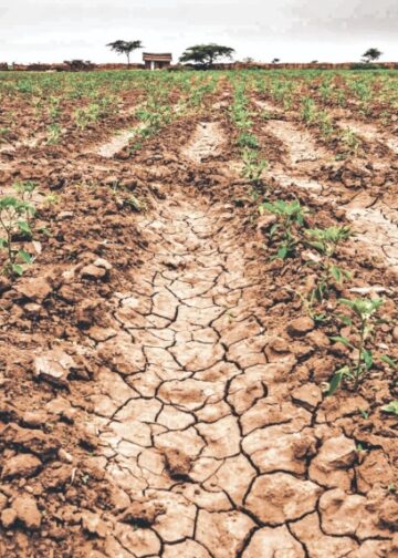Oriente y zona paracentral enfrentan mayor impacto por falta de lluvias, advierte Protección Civil