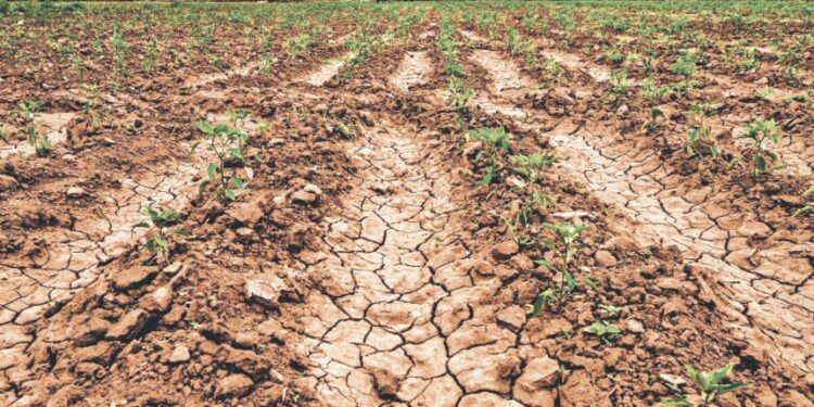 Oriente y zona paracentral enfrentan mayor impacto por falta de lluvias, advierte Protección Civil