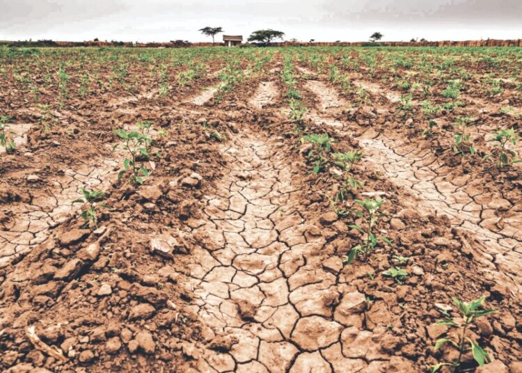 Oriente y zona paracentral enfrentan mayor impacto por falta de lluvias, advierte Protección Civil