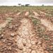Oriente y zona paracentral enfrentan mayor impacto por falta de lluvias, advierte Protección Civil
