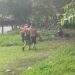 Seis lesionados tras impacto de rayo en una cancha de fútbol de Izalco