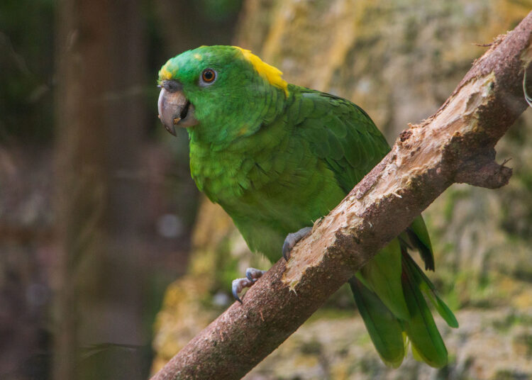 Lora nuca amarilla: el ave de llamativo plumaje que enfrenta el tráfico ilegal en El Salvador