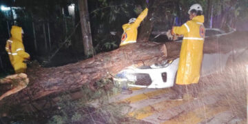 Siete personas son rescatadas tras caída de árbol sobre cuatro vehículos en San Salvador