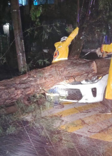Siete personas son rescatadas tras caída de árbol sobre cuatro vehículos en San Salvador