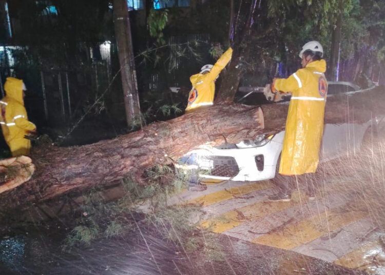 Siete personas son rescatadas tras caída de árbol sobre cuatro vehículos en San Salvador
