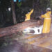 Siete personas son rescatadas tras caída de árbol sobre cuatro vehículos en San Salvador