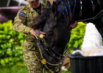 Caballería y Unidad Canina de la Fuerza Armada estarán presentes en la celebración patria