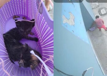 Denuncian abandono de gatitos dentro de una canasta en Santa Ana