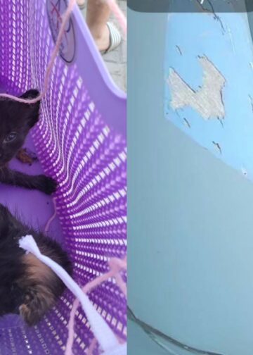 Denuncian abandono de gatitos dentro de una canasta en Santa Ana