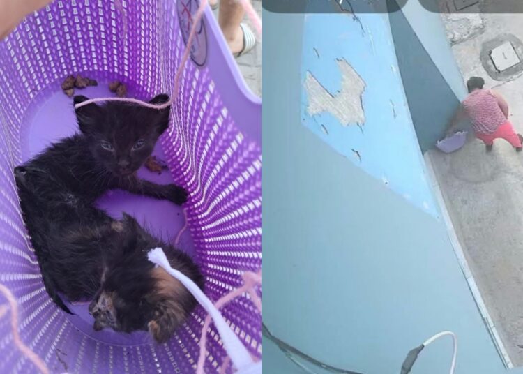 Denuncian abandono de gatitos dentro de una canasta en Santa Ana