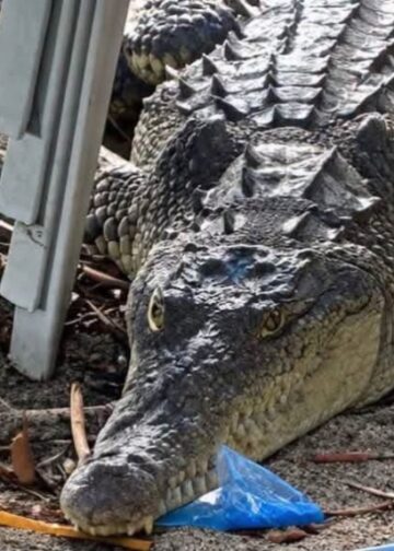 Captan cocodrilo en playa San Marcelino y el video circula en redes
