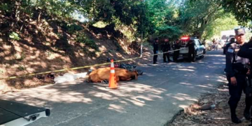 Motociclista fallece tras chocar con una vaca