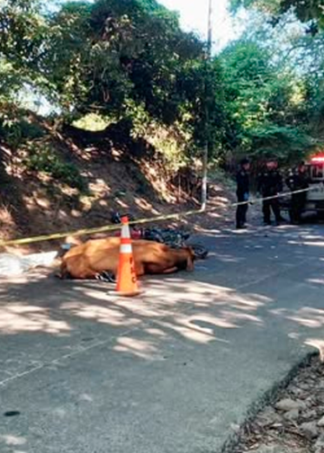 Motociclista fallece tras chocar con una vaca