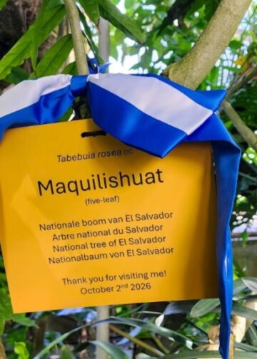 Maquilishuat salvadoreño llega al Jardín Botánico de Meise en Bélgica