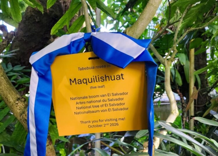 Maquilishuat salvadoreño llega al Jardín Botánico de Meise en Bélgica